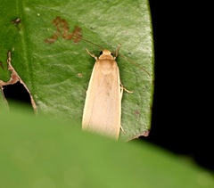 Danielithosia immaculata