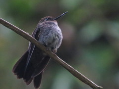 Haplophaedia aureliae