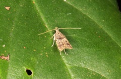 Athymoris martialis