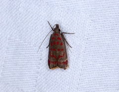 Dichomeris sandycitis