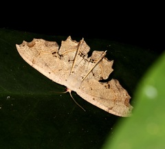 Dysaethria flavistriga