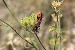 Rhynocoris iracundus
