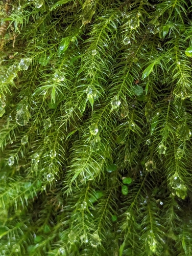 Pyrrhobryum spiniforme