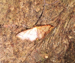 Idaea impexa