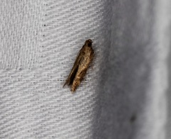 Hypatima