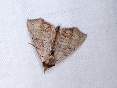 Hyperlopha compactilis