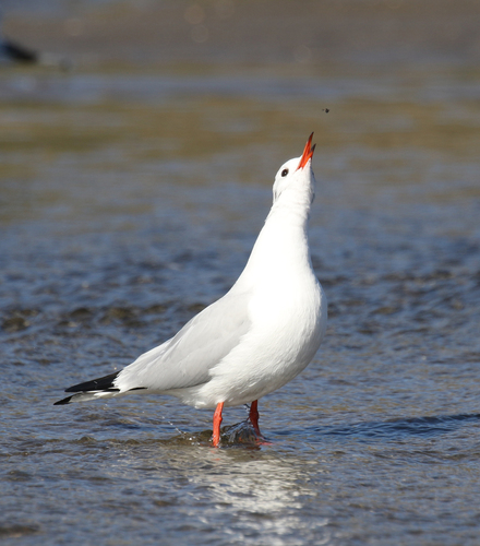 Mouette rieuse