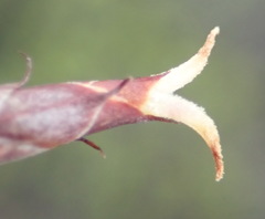 Hypodiscus procurrens