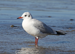 Black-Headed Gull photo 3