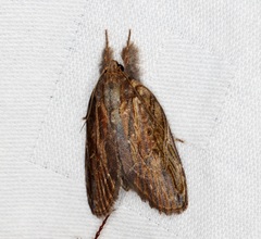 Lamprothripa scotia