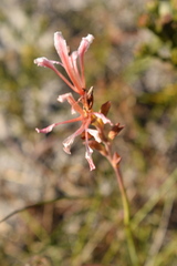 Tritoniopsis dodii
