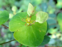 Euphorbia amygdaloides