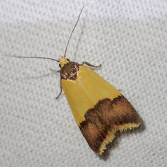 Heteroteucha dichroella