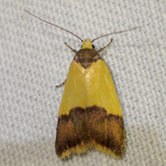 Heteroteucha dichroella