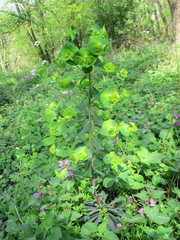 Euphorbia amygdaloides