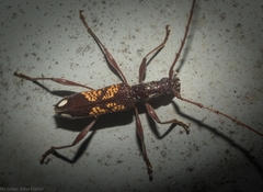 Coptocercus vicinus