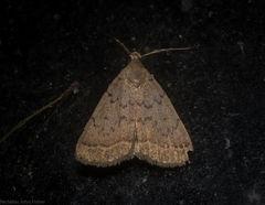 Nodaria aneliopis