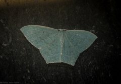 Maxates centrophylla