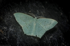 Maxates centrophylla