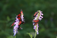 Zygaena osterodensis