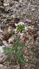 Cardamine tenera