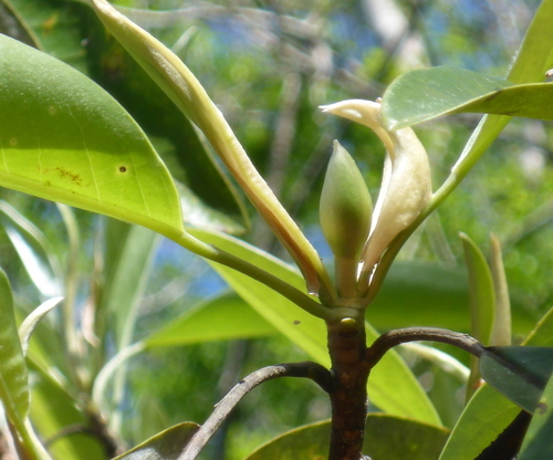Magnoliaceae image