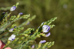 Psoralea aphylla