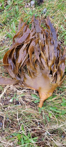 Photo of Cuvie (Laminaria hyperborea)