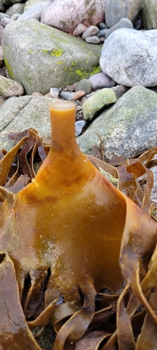 Photo of Cuvie (Laminaria hyperborea)