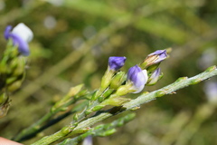 Psoralea aphylla