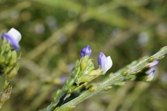 Psoralea aphylla