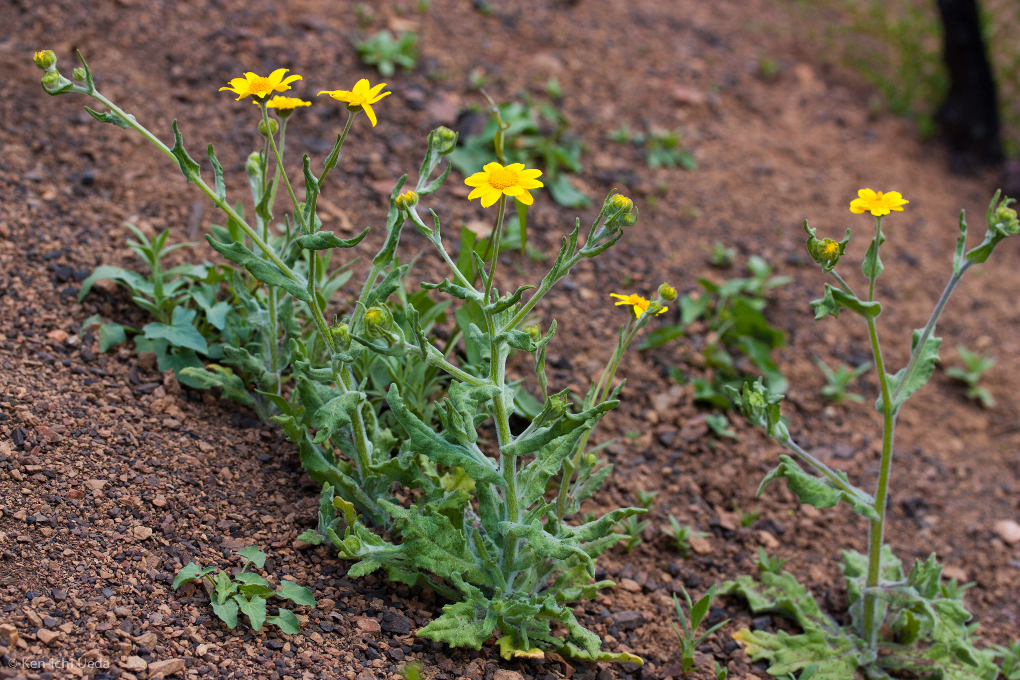 Monolopia gracilens