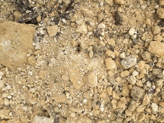 Dasymutilla arachnoides