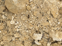 Dasymutilla arachnoides