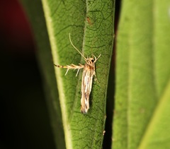 Stathmopoda stimulata