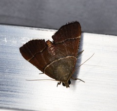 Stemmatophora flavicaput