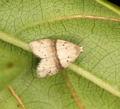 Stictane rectilinea chinesica