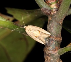 Strotihypera macroplaga