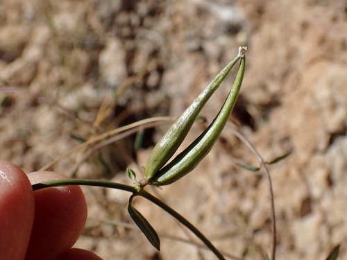 Image of Arizona Swallow-Wort (Metastelma arizonicum) by (c) Sue Carnahan, some rights reserved (CC BY)