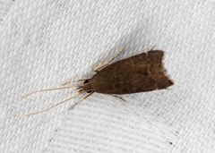 Torodora gemella