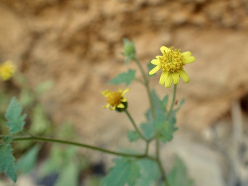 Image of Perityle californica by (c) Sue Carnahan, some rights reserved (CC BY)