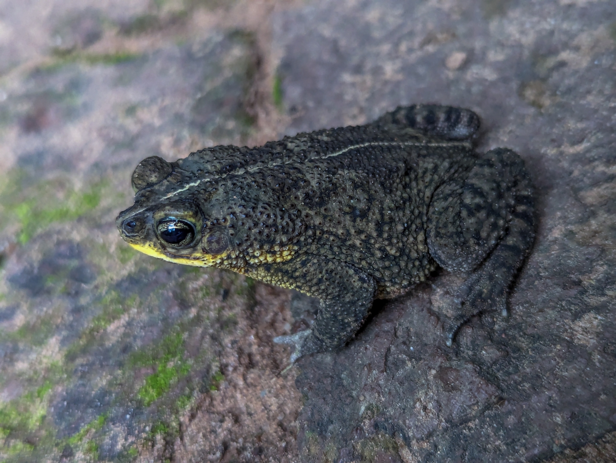 Rhinella mirandaribeiroi