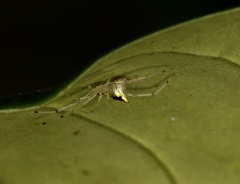Thwaitesia margaritifera