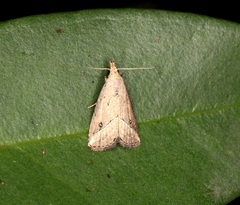 Luceria oculalis