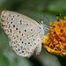 African Grass Blue - Photo (c) Alan Manson, some rights reserved (CC BY-SA)