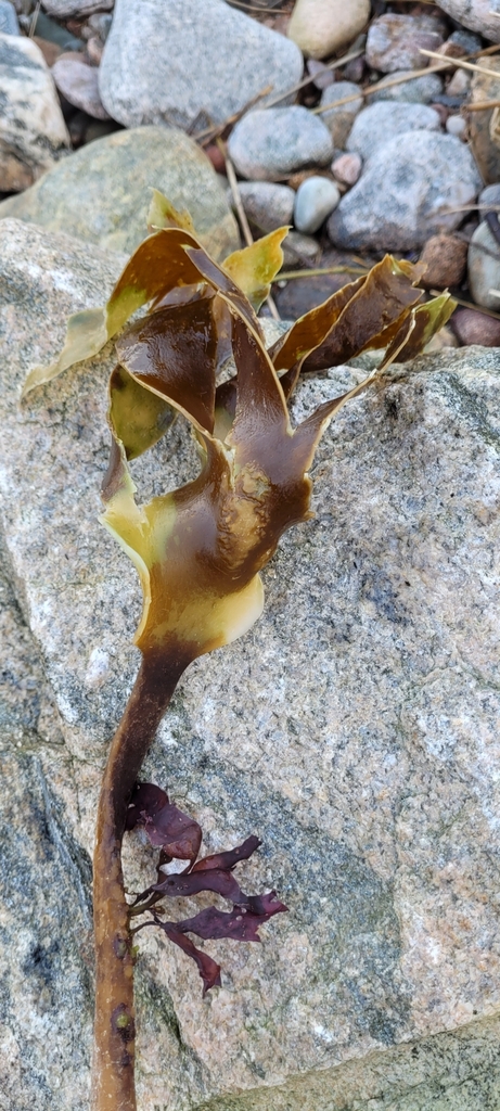 Kelp
