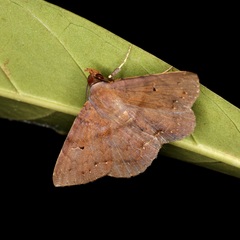 Mecodina bisignata