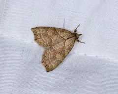 Olulis puncticinctalis