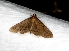 Omiodes tristrialis