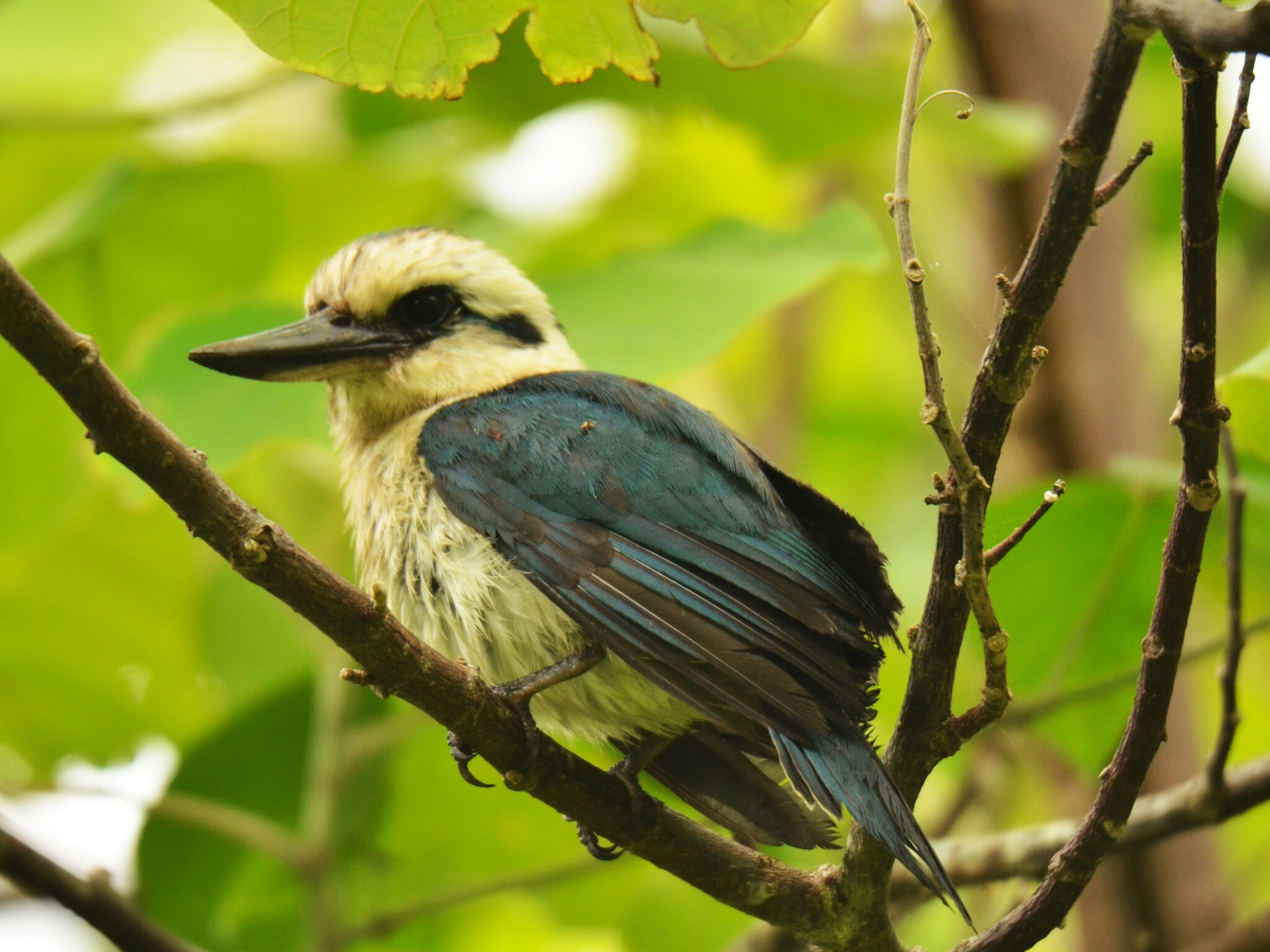 Chattering Kingfisher (Todiramphus tutus), photo 3